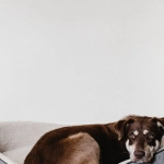 Хитрые стратегии в слоте The Dog House Megaways