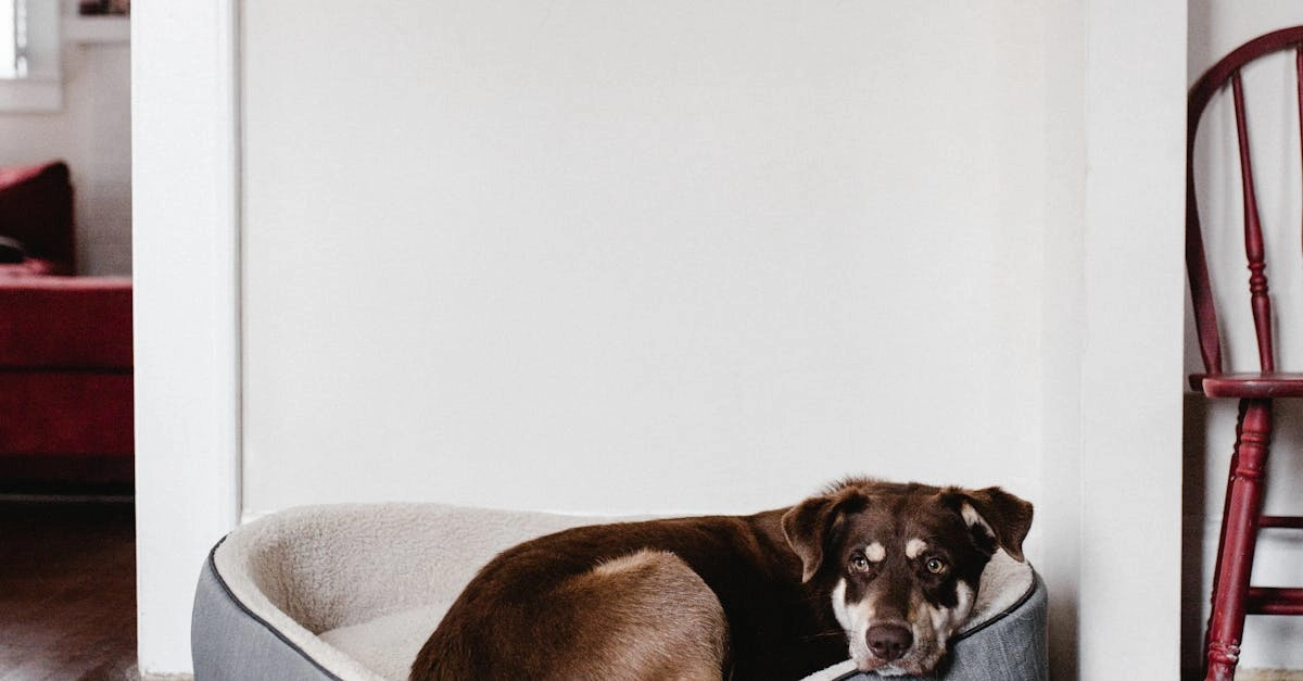 Хитрые стратегии в слоте The Dog House Megaways