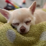 Программы лояльности казино без депозита и способы получения бонусов