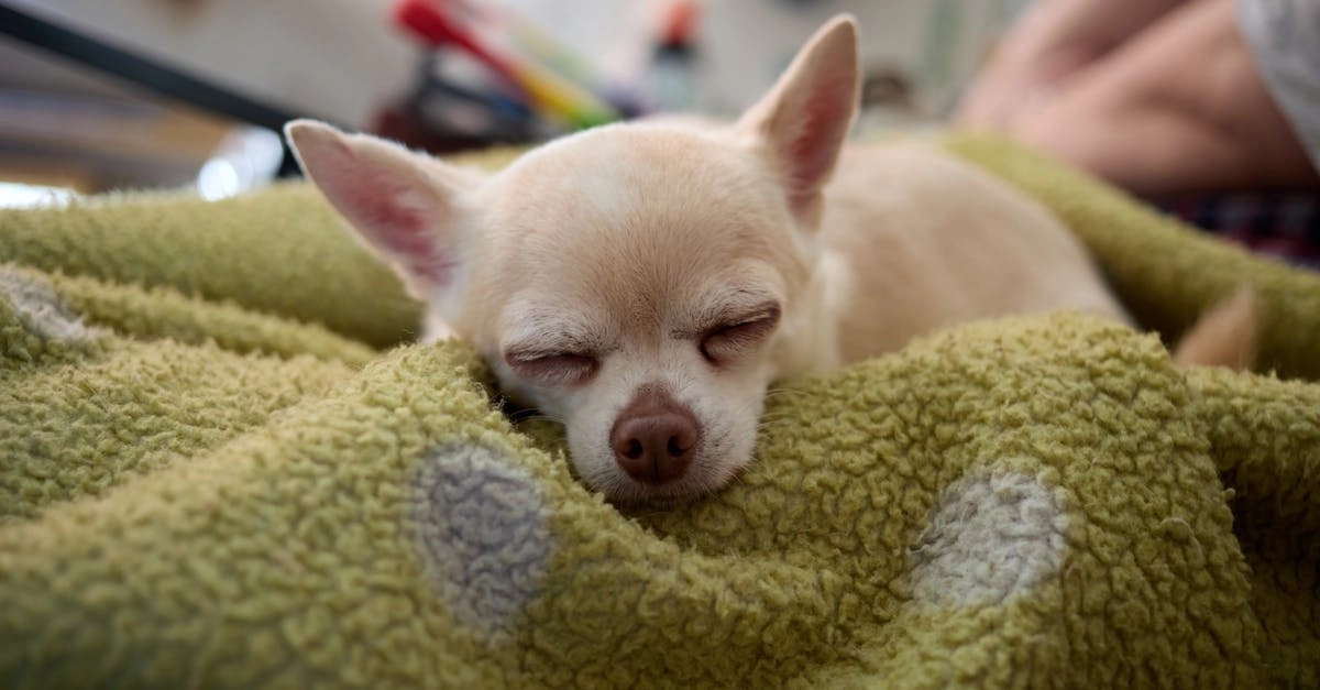 Программы лояльности казино без депозита и способы получения бонусов